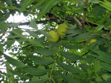  Black walnut leaves are pinnate