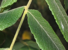  Black walnut tree leaves near