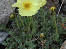  Lapland vagy Polar Poppy