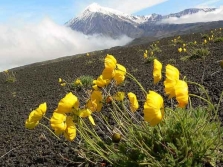  Alpine poppy