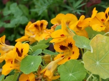  Cultural nasturtium