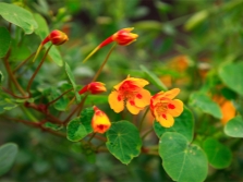  Small nasturtium