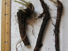  Comfrey roots average