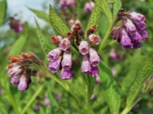  Leaves, stems and flowers comfrey