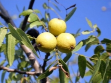  Californian walnut