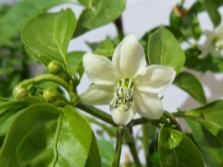  Blooming paprika