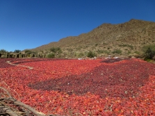  Drying paprika fruits