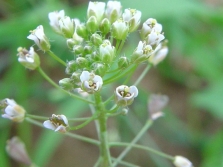  Shepherd's bag flowers