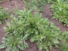  Shepherd's Plant Bag