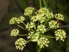  Parsley flowers