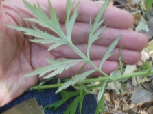  Leaves of wormwood