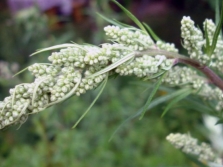  The inflorescences of sagebrush