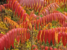  Sumac deerhorn