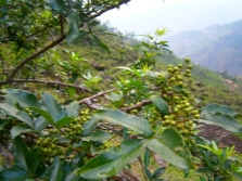  Szechuan pepper tree with young fruits