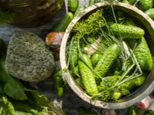  Dill in canning cucumbers