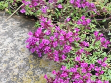  Thyme Cossineus