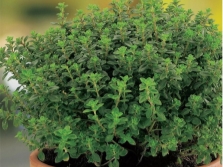  Thyme Thyme pelbagai