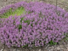  Common Thyme