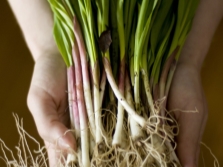  Young leaves of wild garlic