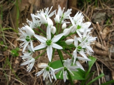  Ramson flowers