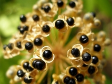  Ramson seeds