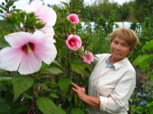  Grassy Hibiscus