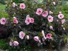  Hibiszkusz bokor