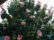  Hibiscus tree