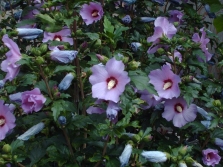  Syrian hibiscus