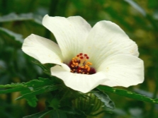  Hibiscus trifoliate