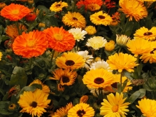  Calendula flowers