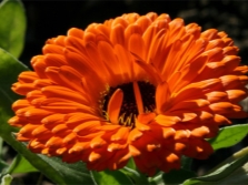  Calendula flower