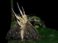  Cordyceps parasitizes on butterflies