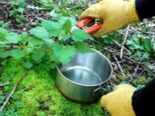  Nettle harvesting