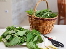  Preparation of nettle for drying