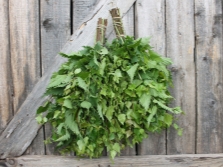  Penyapu Nettle