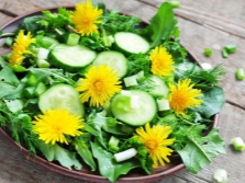  Dandelion Leaf Salad