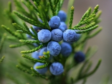  Juniper fruits