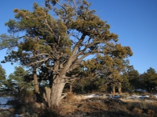  Juniper Thick