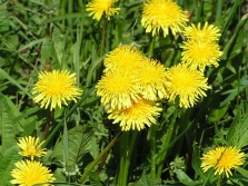  Dandelion ordinary