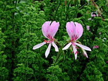  Pelargonium crispum