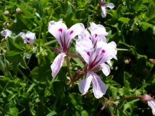  Pelargonium peltatum