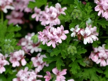  Pelargonium graveolens