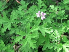  Pelargonium odoratissimum