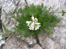  Yarrow Atrat