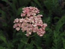  Yarrow variety Lachsschonheit