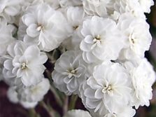  Yarrow variety of Benari Pearl