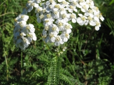  Közös Yarrow