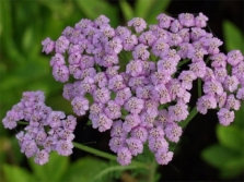  Ptarmikolistny yarrow