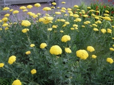  Tavolgova Yarrow